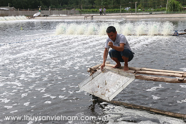 Nuôi tôm ở Nghệ An Ảnh: Vũ Mưa